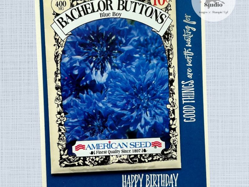 Bachelor Buttons –&nbsp;Birthday